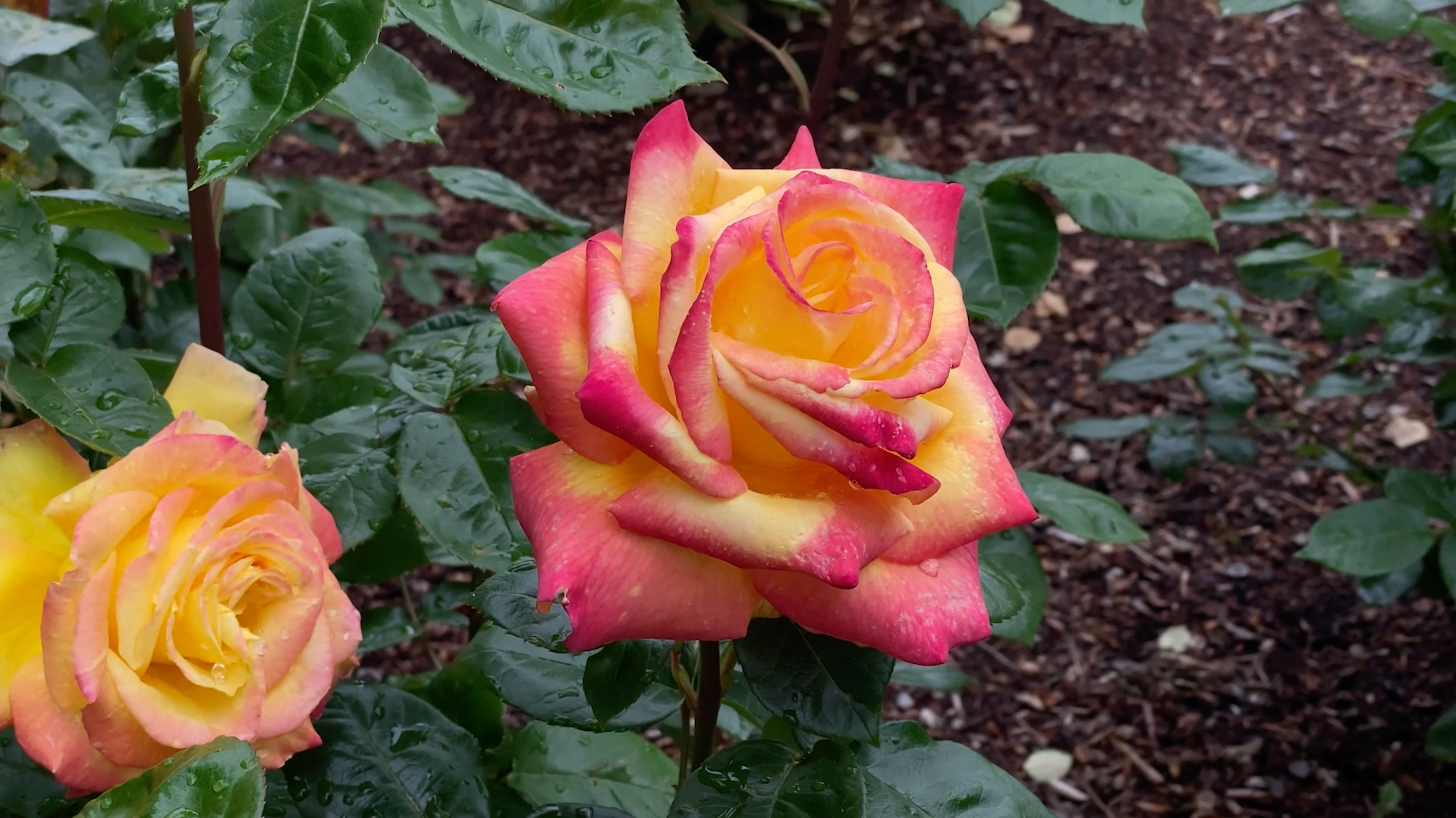 Load video: Peninsula Park Rose garden focus on Sheila&#39;s Perfume rose.